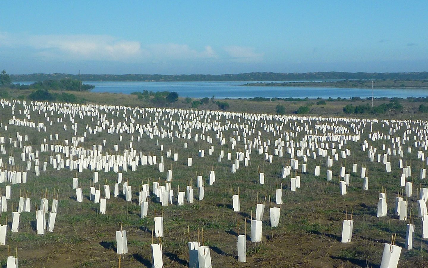 Coorong4